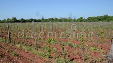 乡村的葡萄园。 一排排葡萄藤上的葡萄。 葡萄藤。 在春天种植葡萄树。 葡萄酒种植